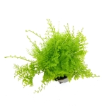 Nephrolepis Exaltata Cotton Candy S