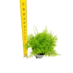 Nephrolepis Exaltata Cotton Candy S