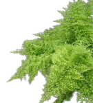 Nephrolepis Exaltata Cotton Candy - przykładowa dorosła roślina