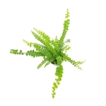 Nephrolepis exaltata Duffy S