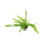 Nephrolepis exaltata Duffy S