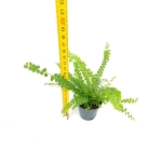 Nephrolepis exaltata Duffy S