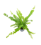 Nephrolepis exaltata Duffy S