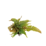 Pteris tricolor S