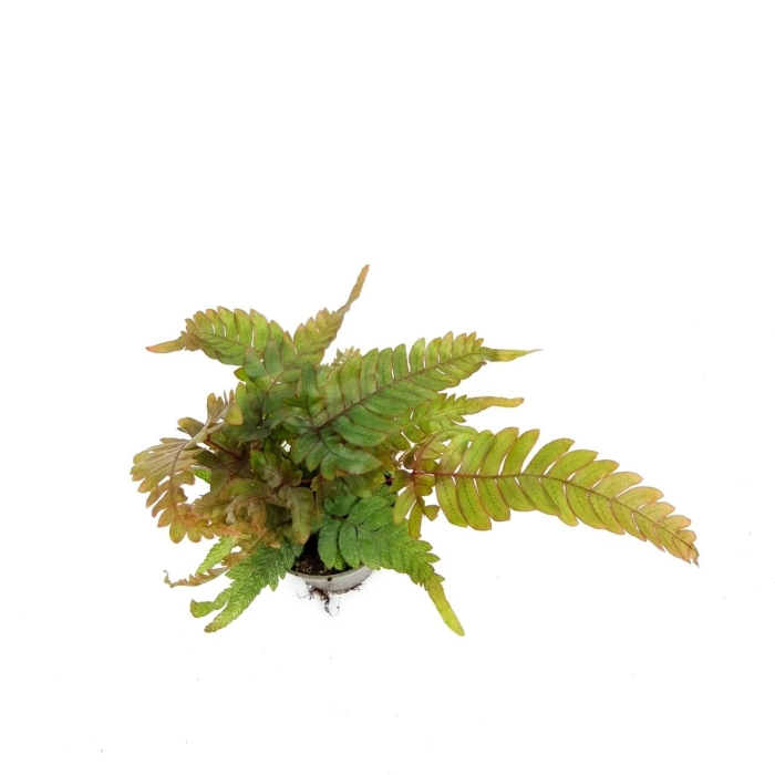 Pteris tricolor S