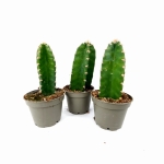 Cereus peruvianus Florida - rozmiar s