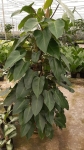 Philodendron Emerald Duke dorosła roślina
