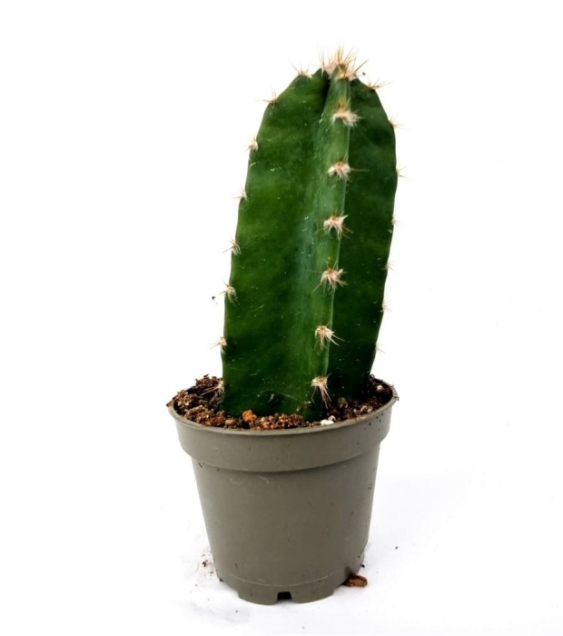 Cereus peruvianus Florida - rozmiar s