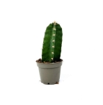 Cereus peruvianus Florida - rozmiar s