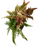 Pteris tricolor - poglądowe zdjęcie gatunku