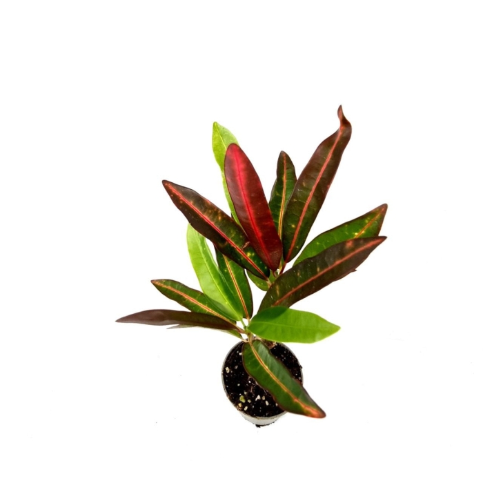 Codiaeum excurrens, kroton, rozmiar S