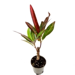Codiaeum excurrens, kroton, rozmiar S