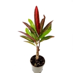 Codiaeum excurrens, kroton, rozmiar S