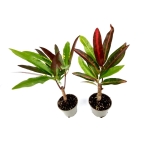 Codiaeum excurrens, kroton, rozmiar S