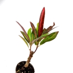 Codiaeum excurrens, kroton, rozmiar S