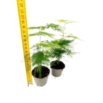 Asparagus Seta. Plumosus - szparag pierzasty - S