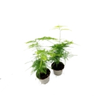 Asparagus Seta. Plumosus - szparag pierzasty - S