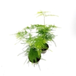Asparagus Seta. Plumosus - szparag pierzasty - S