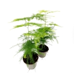 Asparagus Seta. Plumosus - szparag pierzasty - S