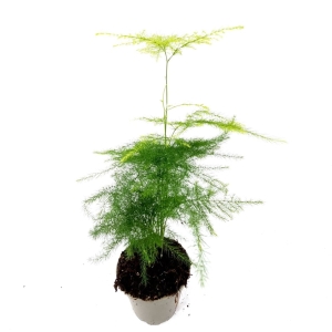 Asparagus Seta. Plumosus - szparag pierzasty