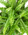 Nephrolepis exaltata Duffy - poglądowe zdjęcie gatunku