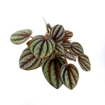 Peperomia Piccolo Banda - S