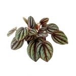 Peperomia Piccolo Banda - S