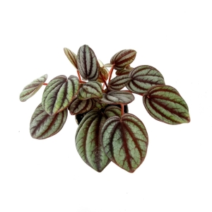 Peperomia albovittata Piccolo Banda