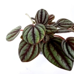 Peperomia Piccolo Banda - S