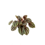 Peperomia Piccolo Banda - S