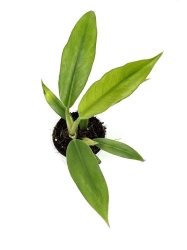 Philodendron narrow leaf variegata/ghost