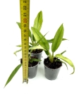 Philodendron narrow leaf variegata/ghost - S