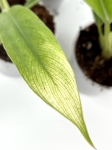 Philodendron narrow leaf variegata/ghost - S