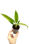 Philodendron narrow leaf variegata/ghost - S