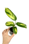 Ctenanthe lubbersiana rozmiar S
