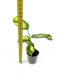 Ctenanthe lubbersiana rozmiar S