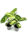 Ctenanthe lubbersiana rozmiar S