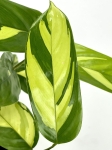 Ctenanthe lubbersiana rozmiar S