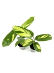 Ctenanthe lubbersiana rozmiar S
