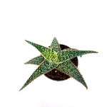 Aloe Red Shade - S