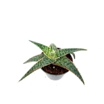 Aloe Red Shade - S