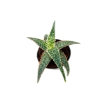 Aloe Red Shade - S