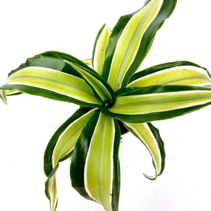 Dracena Dragon Maleika - S