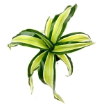 Dracena Dragon Maleika - S