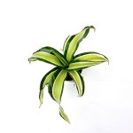Dracena Dragon Maleika - S