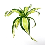 Dracena Dragon Maleika - S