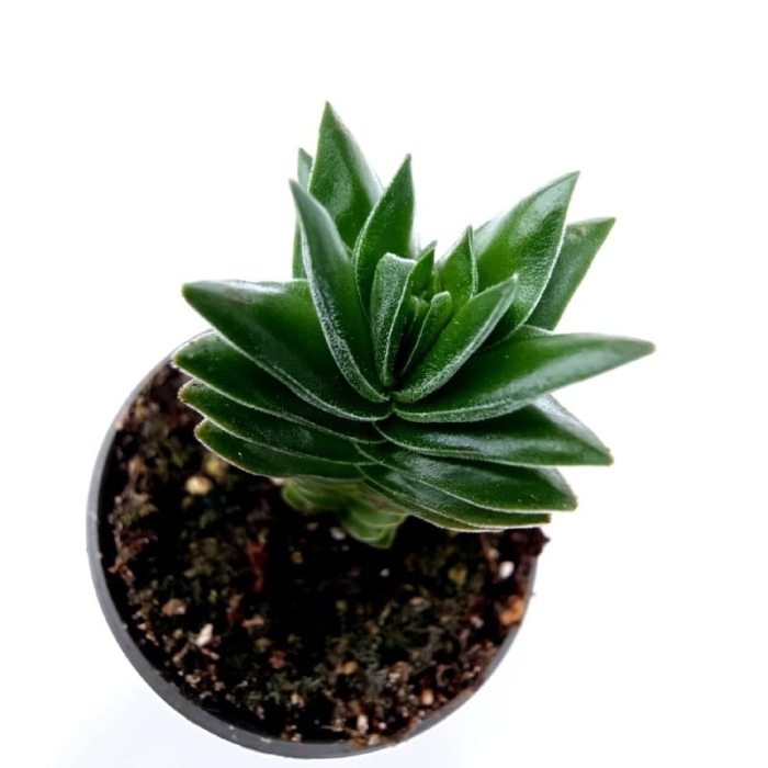 Crassula Buddhas Temple - S