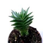 Crassula Buddhas Temple - S