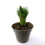 Crassula Buddhas Temple - S