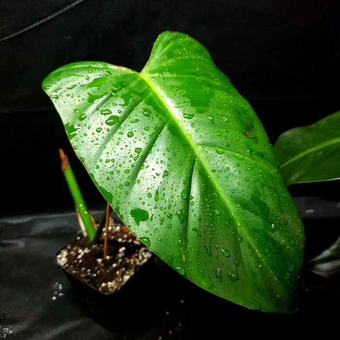 Philodendron Emerald Duke cięty węzeł